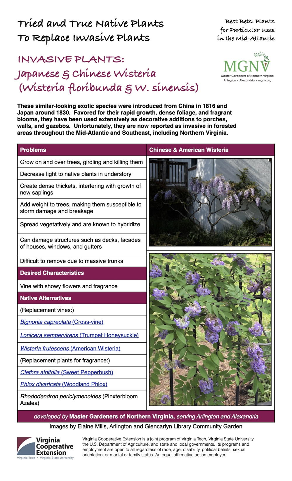 Japanese & Chinese Wisteria (Wisteria floribunda & W. sinensis) Invasive Plant Factsheet