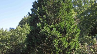 Juniperus virginiana, Eastern Redcedar