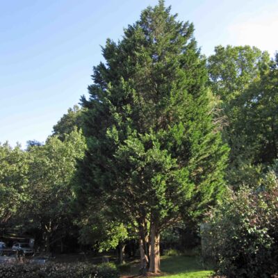 Juniperus virginiana, Eastern Redcedar