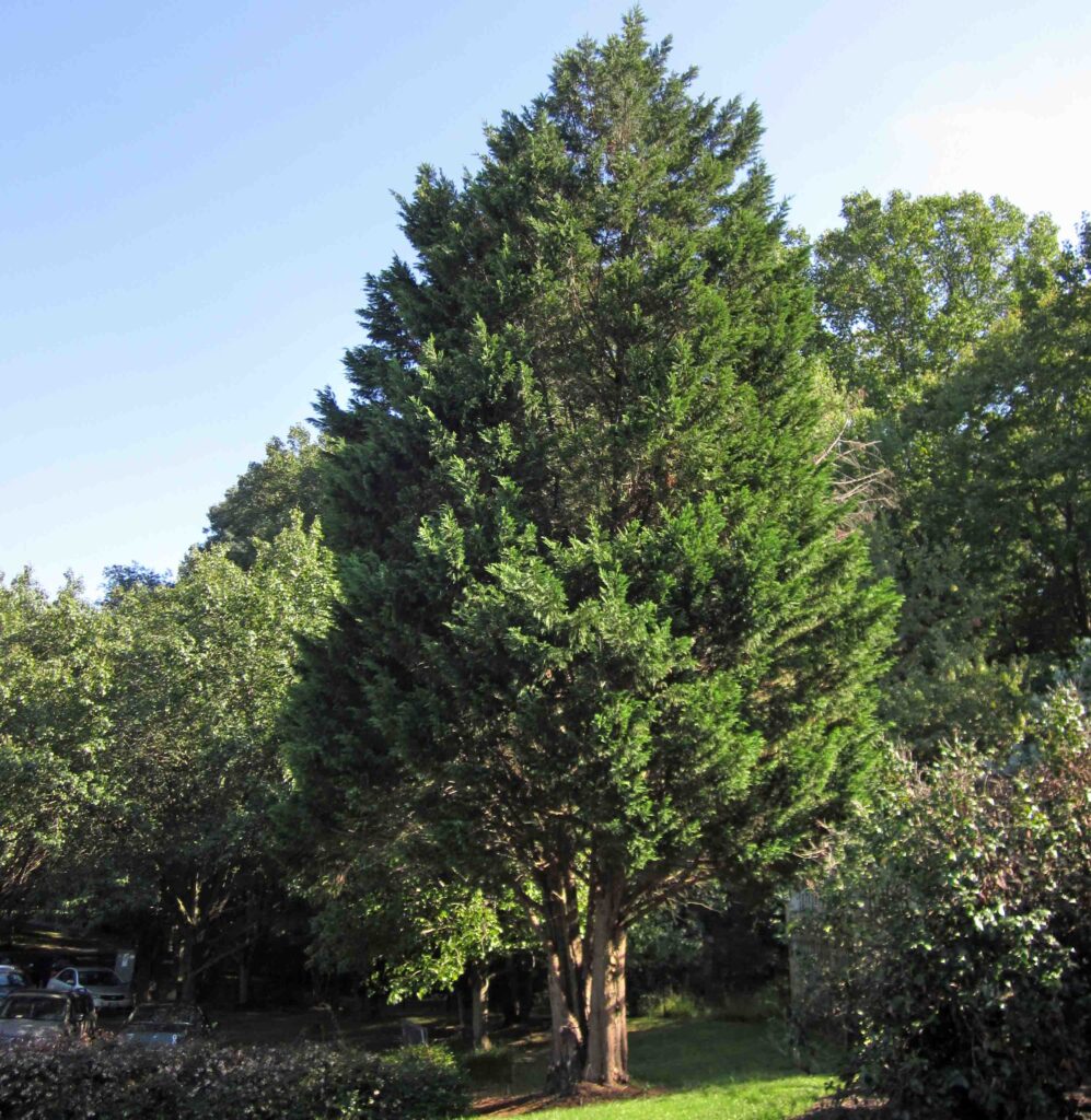 Juniperus virginiana, Eastern Redcedar