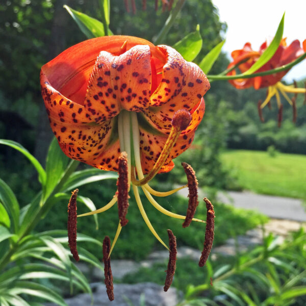 Four whorls of Lilium superbum (Turk’s-cap lily): six dotted orange, reflexed tepals; six strongly exserted stamens; and pistil with long, curved style tipped with three-lobed stigma in July.