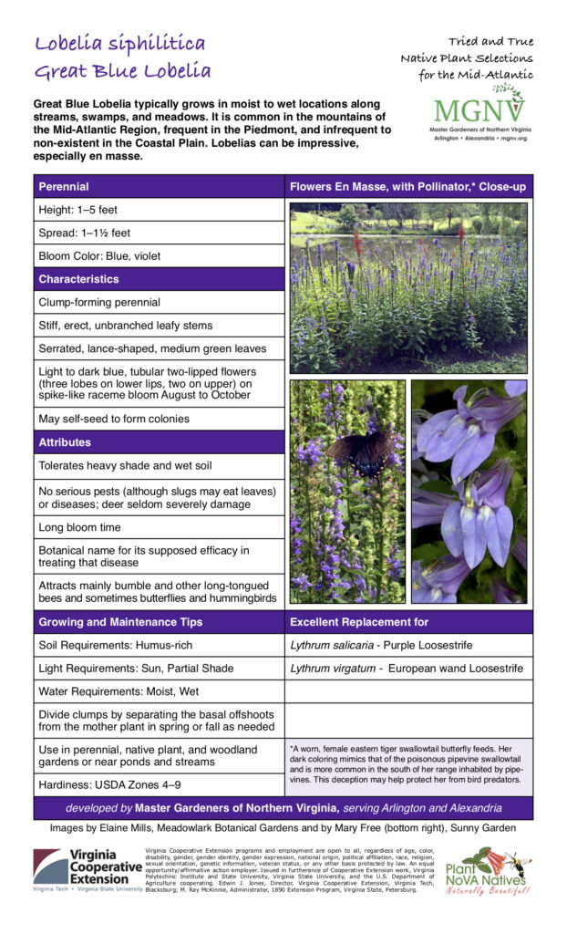 Great Blue Lobelia typically grows in moist to wet locations along streams, swamps, and meadows. It is common in the mountains of the Mid-Atlantic Region, frequent in the Piedmont, and infrequent to non-existent in the Coastal Plain. Lobelias can be impressive, especially en masse. Tried and True Native Plant Selections for the Mid-Atlantic Perennial Flowers En Masse, with Pollinator,* Close-up Height: 1–5 feet Spread: 1–11⁄2 feet Bloom Color: Blue, violet Characteristics Clump-forming perennial Stiff, erect, unbranched leafy stems Serrated, lance-shaped, medium green leaves Light to dark blue, tubular two-lipped flowers (three lobes on lower lips, two on upper) on spike-like raceme bloom August to October May self-seed to form colonies Attributes Tolerates heavy shade and wet soil No serious pests (although slugs may eat leaves) or diseases; deer seldom severely damage Long bloom time Botanical name for its supposed efficacy in treating that disease Attracts mainly bumble and other long-tongued bees and sometimes butterflies and hummingbirds Growing and Maintenance Tips Excellent Replacement for Soil Requirements: Humus-rich Lythrum salicaria - Purple Loosestrife Light Requirements: Sun, Partial Shade Lythrum virgatum - European wand Loosestrife Water Requirements: Moist, Wet Divide clumps by separating the basal offshoots from the mother plant in spring or fall as needed Use in perennial, native plant, and woodland gardens or near ponds and streams *A worn, female eastern tiger swallowtail butterfly feeds. Her dark coloring mimics that of the poisonous pipevine swallowtail and is more common in the south of her range inhabited by pipe- vines. This deception may help protect her from bird predators. Hardiness: USDA Zones 4–9 developed by Master Gardeners of Northern Virginia, serving Arlington and Alexandria Images by Elaine Mills, Meadowlark Botanical Gardens and by Mary Free (bottom right), Sunny Garden