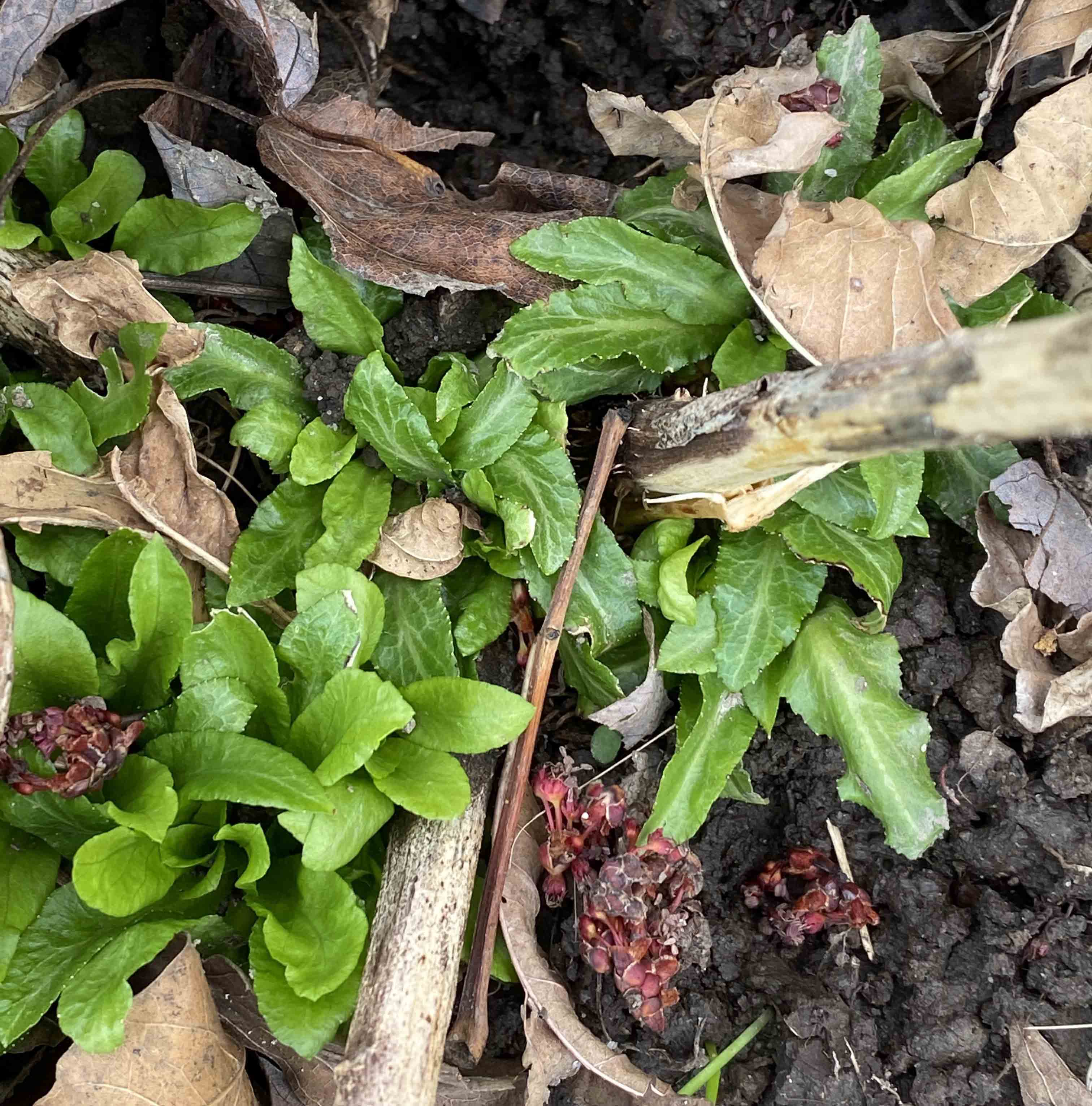 Lobelia cardinalis (Cardinal Flower) basal offshoots