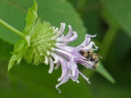 A fuzzy, two-spotted bumble bee buries its head in a lavender Monarda fistulosa (Wild Bergamot) flower. The terminal verticillaster also shows green calyxes with developing lavender flower buds.