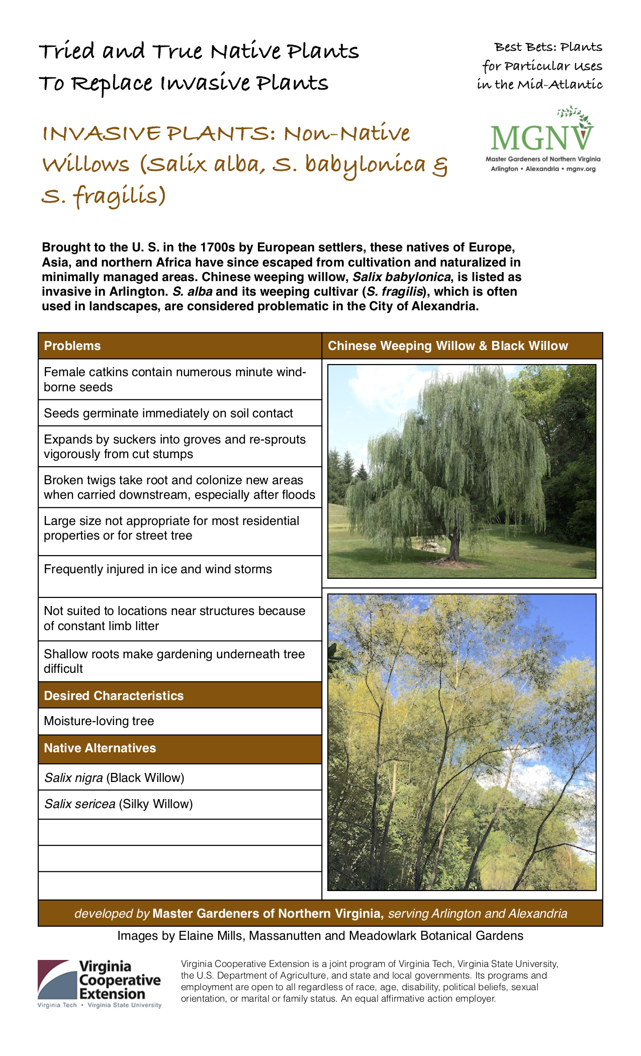 Invasive Non-Native Willows (Salix alba, S. babylonica & S. fragilis) factsheet