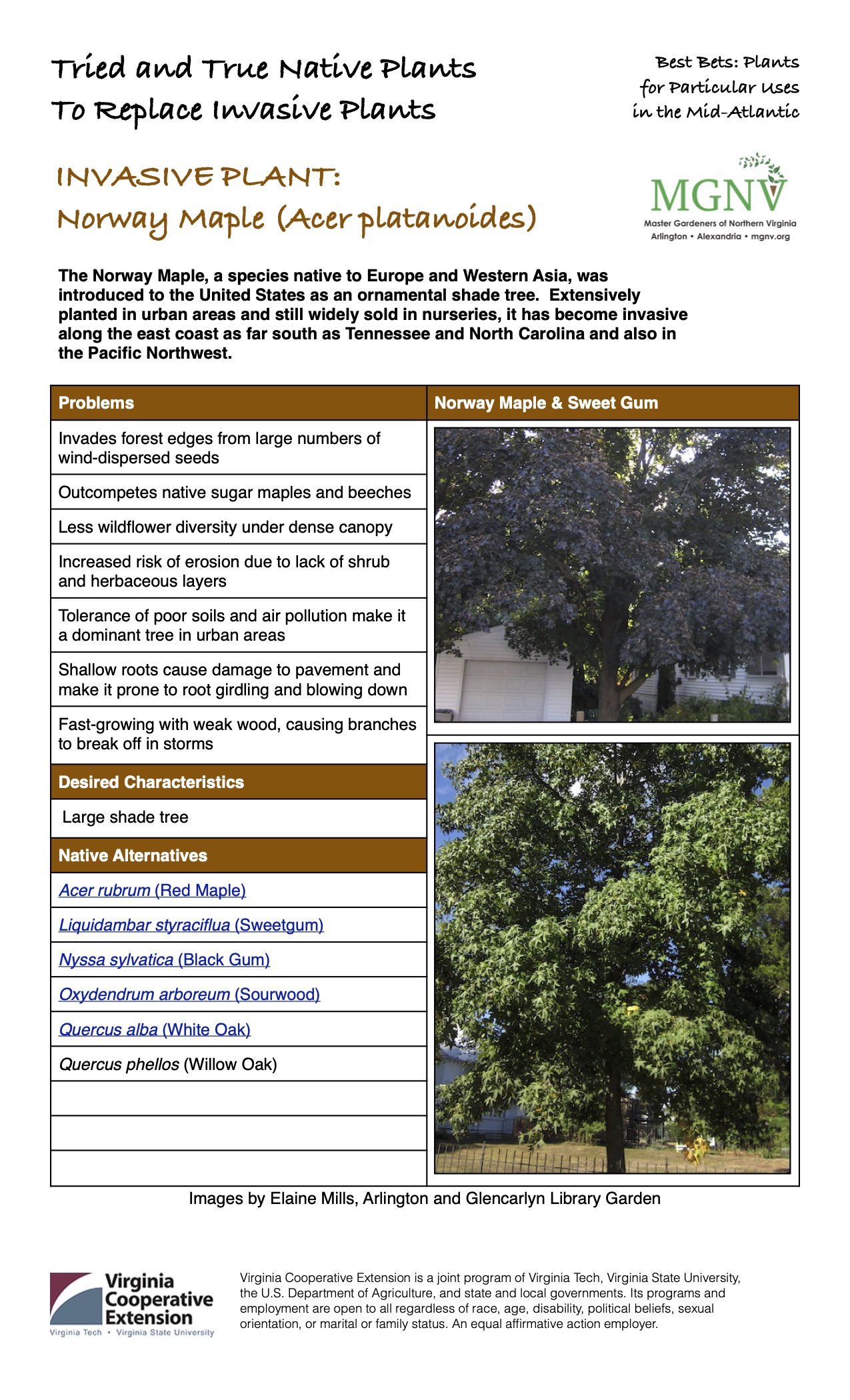 Invasive Norway Maple factsheet