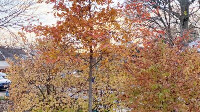 Nyssa sylvatica, Black Gum, Black Tupelo, fall foliage