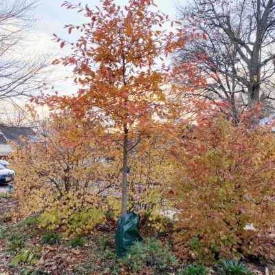 Nyssa sylvatica, Black Gum, Black Tupelo, fall foliage