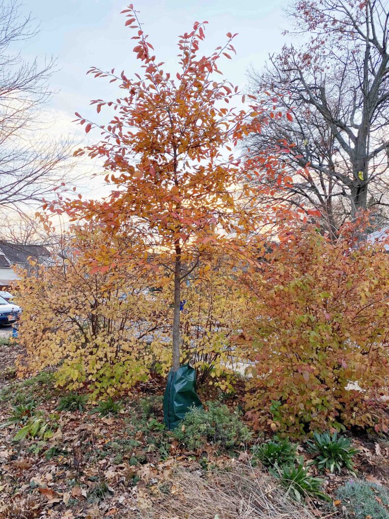 Nyssa sylvatica, Black Gum, Black Tupelo, fall foliage