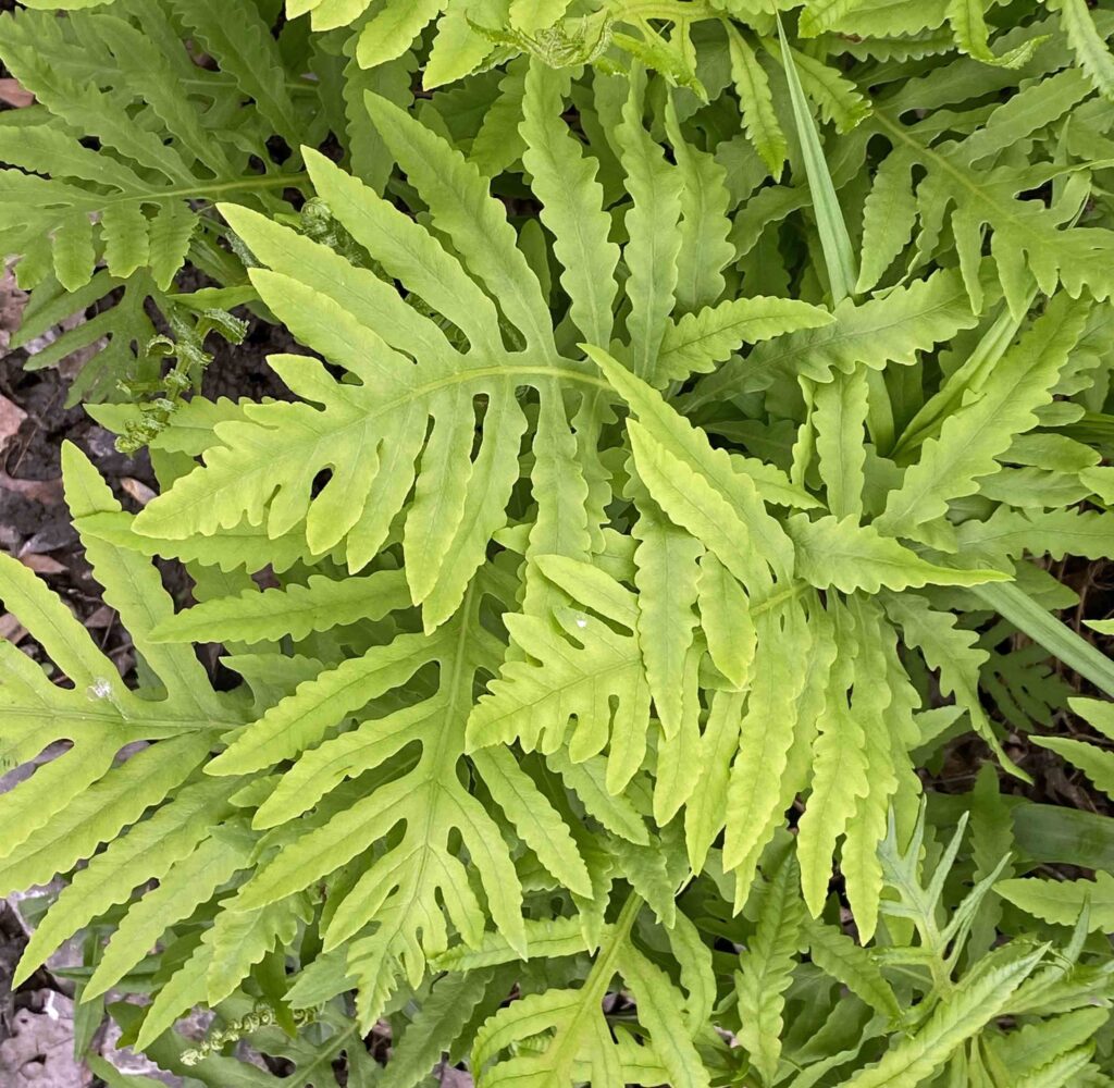 Sensitive fern (<em>Onoclea sensibilis</em>) is well suited to pond areas or water gardens where it can shelter salamanders and frogs