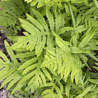 Sensitive fern (Onoclea sensibilis) is well suited to pond areas or water gardens where it can shelter salamanders and frogs