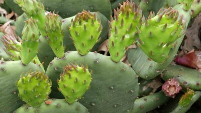 Opuntia humifusa (Eastern Prickly Pear in May