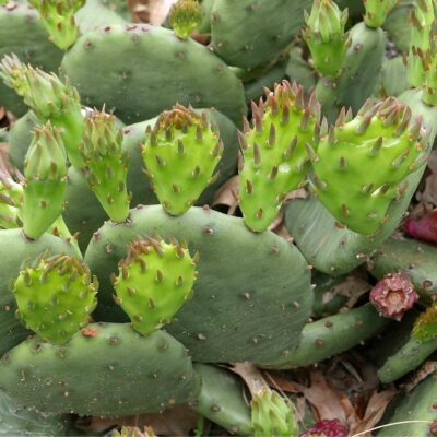 Opuntia humifusa (Eastern Prickly Pear in May