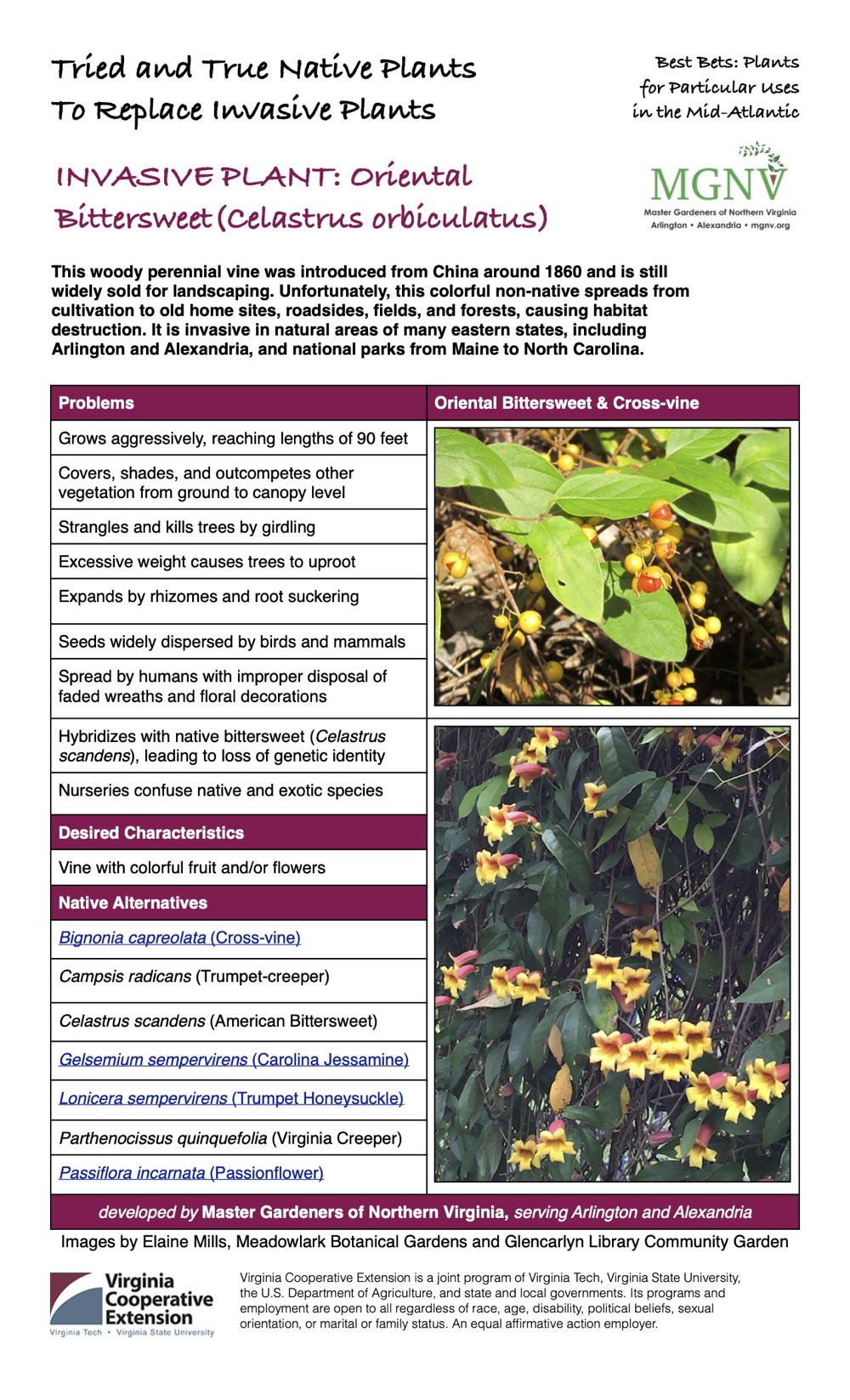 Oriental Bittersweet (Celastrus orbiculatus) Invasive Plant Factsheet