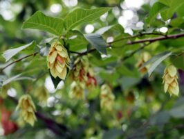 Ostrya virginiana, Eastern Hop Hornbeam. The fruit - resembles hops and consists of clusters of leafy, oval, papery sacs.