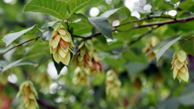 Ostrya virginiana, Eastern Hop Hornbeam. The fruit - resembles hops and consists of clusters of leafy, oval, papery sacs.