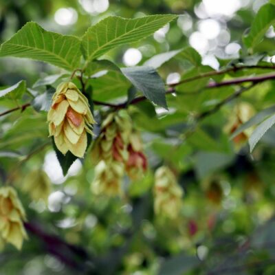 Ostrya virginiana, Eastern Hop Hornbeam. The fruit - resembles hops and consists of clusters of leafy, oval, papery sacs.