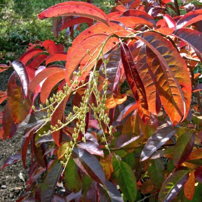 Oxydendrum arboreum (sourwood) fruit and fall foliage