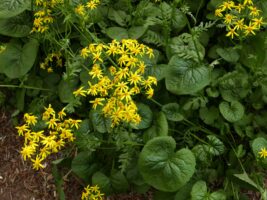 Packera aurea (Golden or Heartleaf Ragwort) basal and upper leaves and flowers