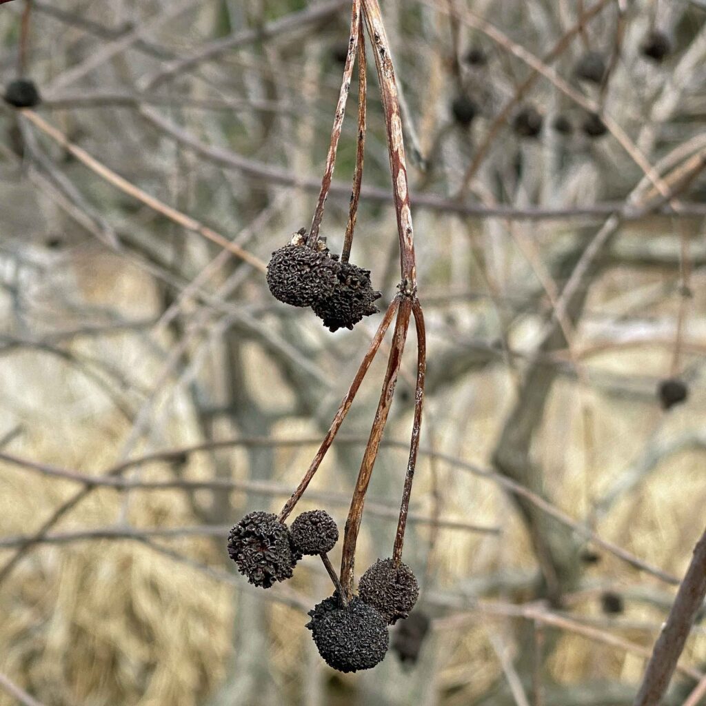 Persistent fruits (nutlets) of Cephalanthus occidentalis (buttonbush) in February.