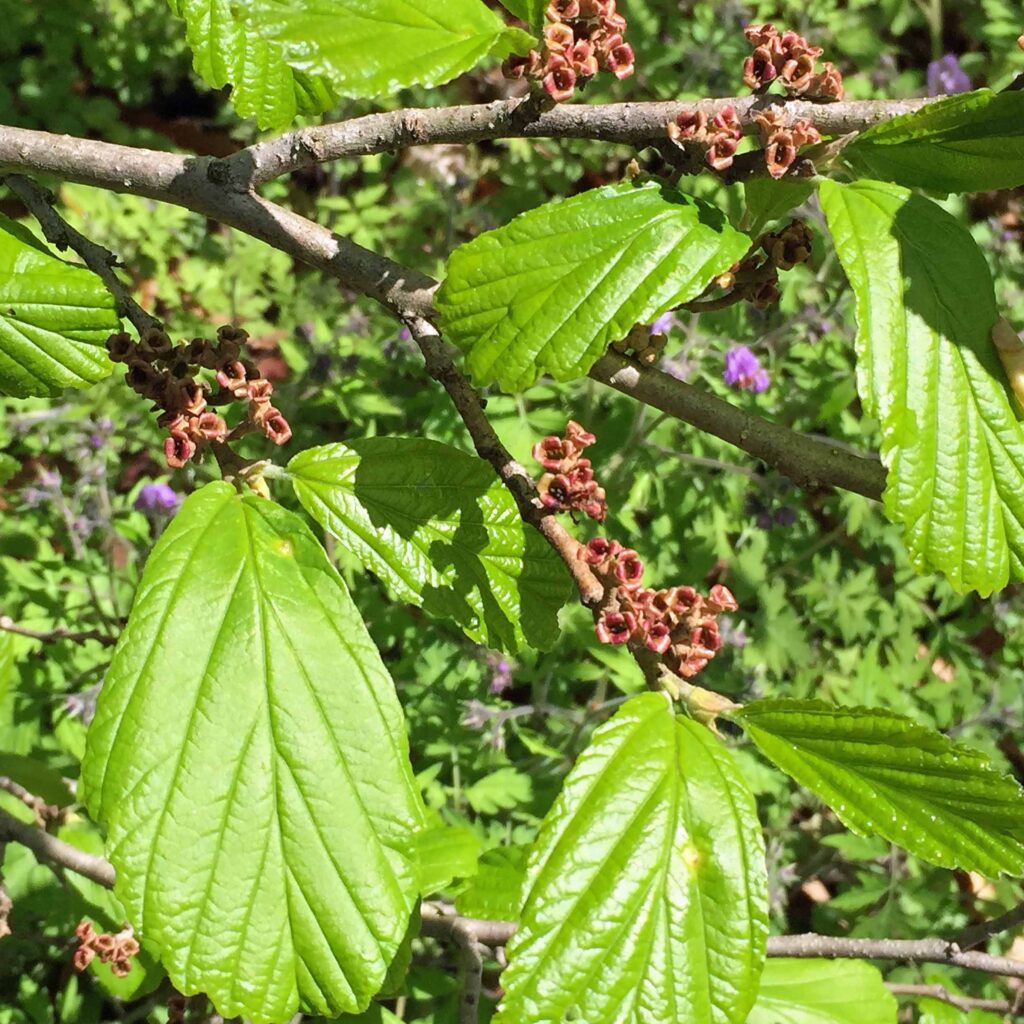 Hamamelis virginiana (witch hazel) leaves and persistent calyxes in April.