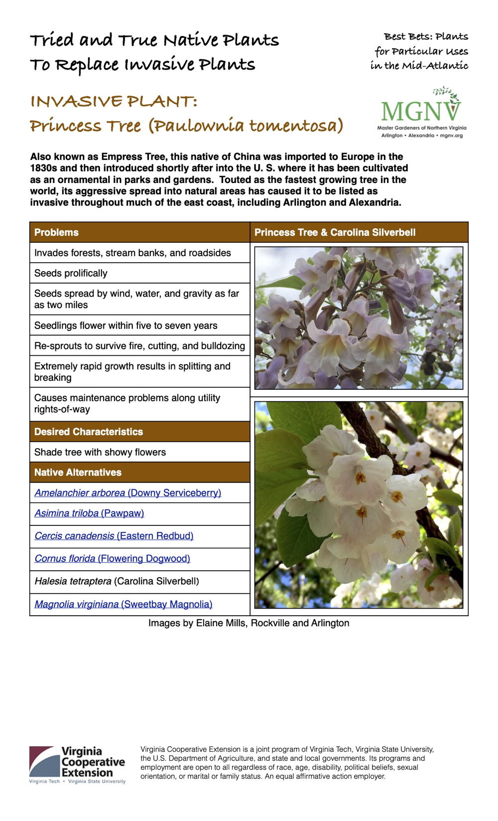 Princess Tree (Paulownia tomentosa) Invasive Plant Factsheet