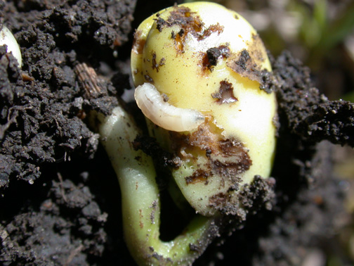 Seedcorn maggot and damage to below ground cotyledons. (Photo Credit: John Obermeyer)