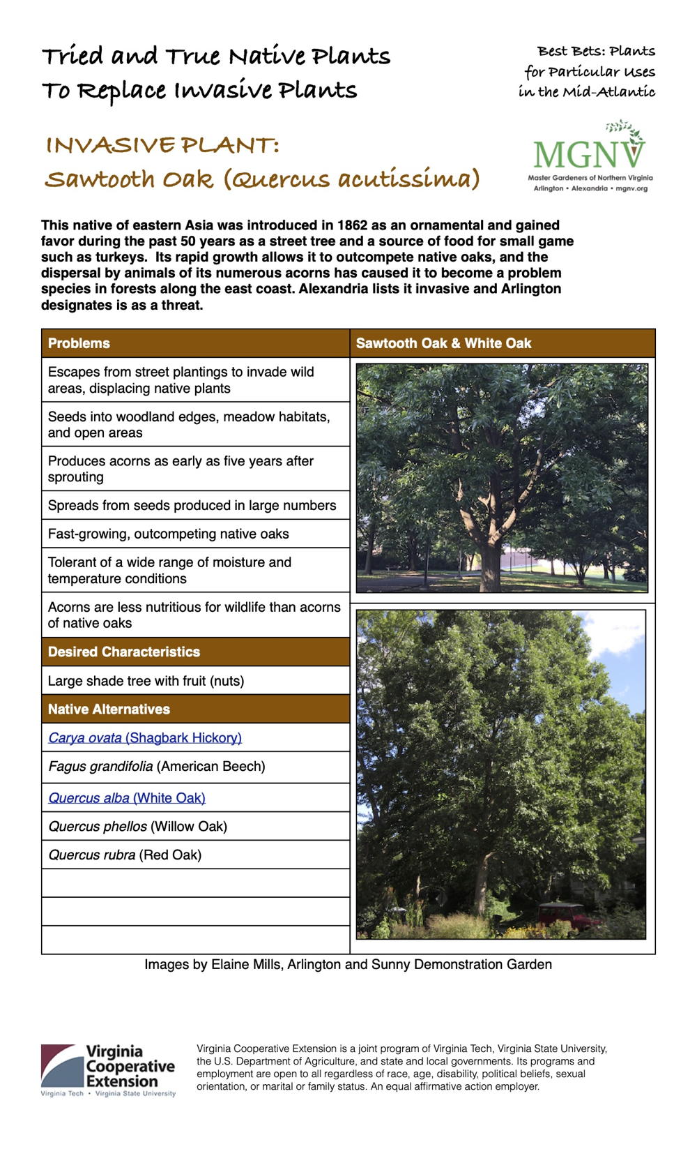 Sawtooth Oak (Quercus acutissima) nvasive Plant Factsheet