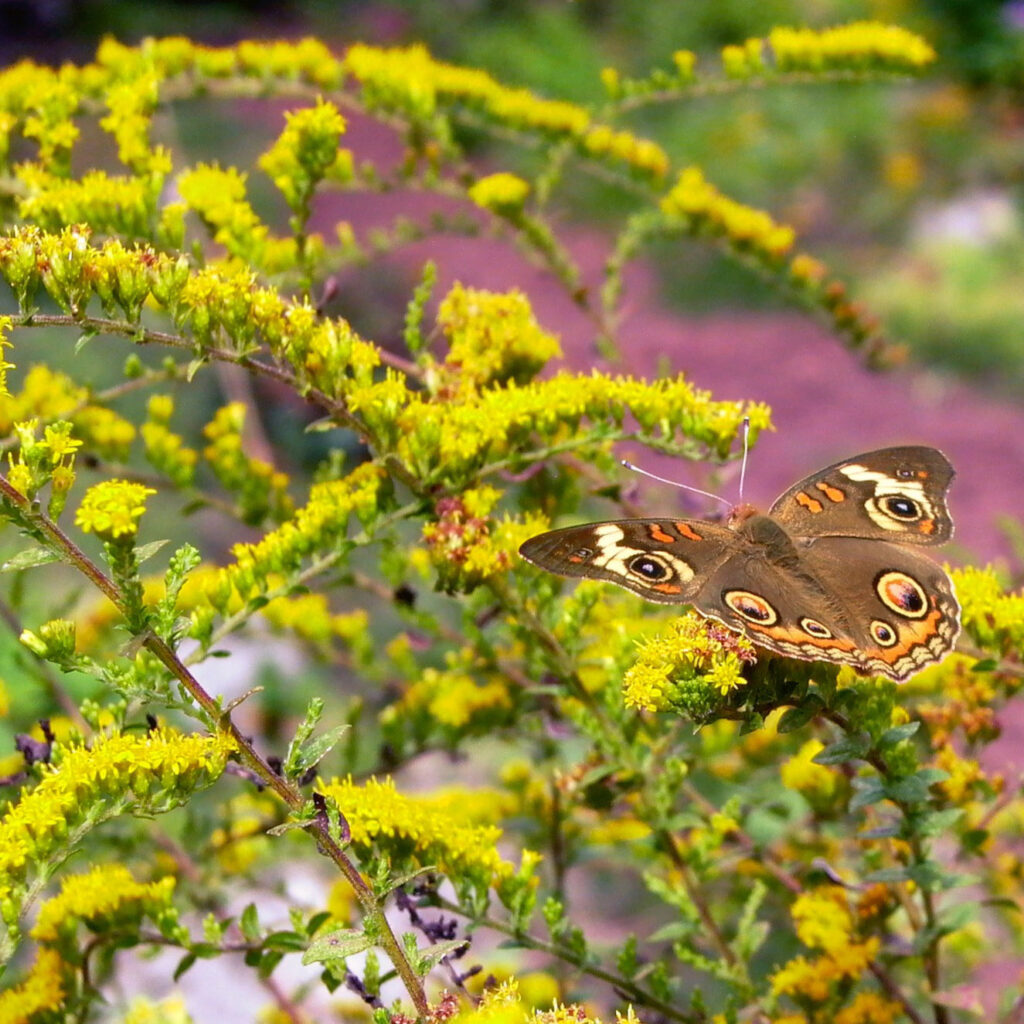 Solidago rugosa Fireworks with common buckeye butterfly