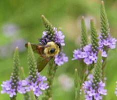 Verbena hastata (Blue Vervain) flowers with brown-belted bumble bee in July.