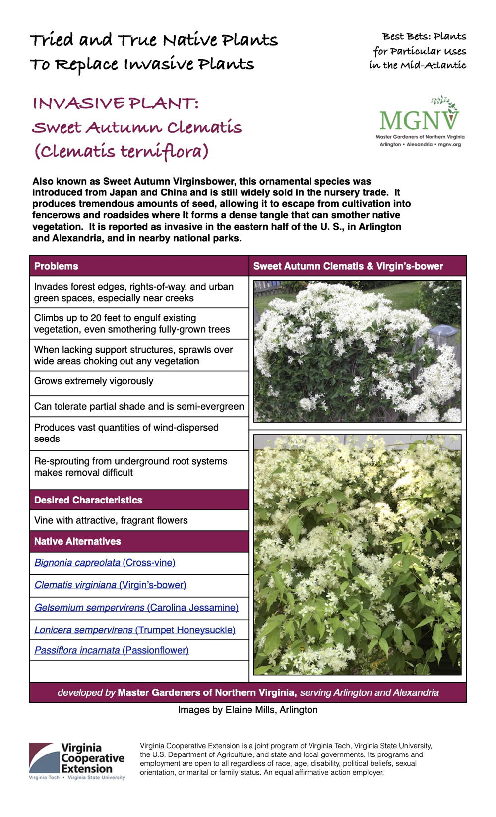 Sweet Autumn Clematis (Clematis terniflora) Invasive Plant Factsheet