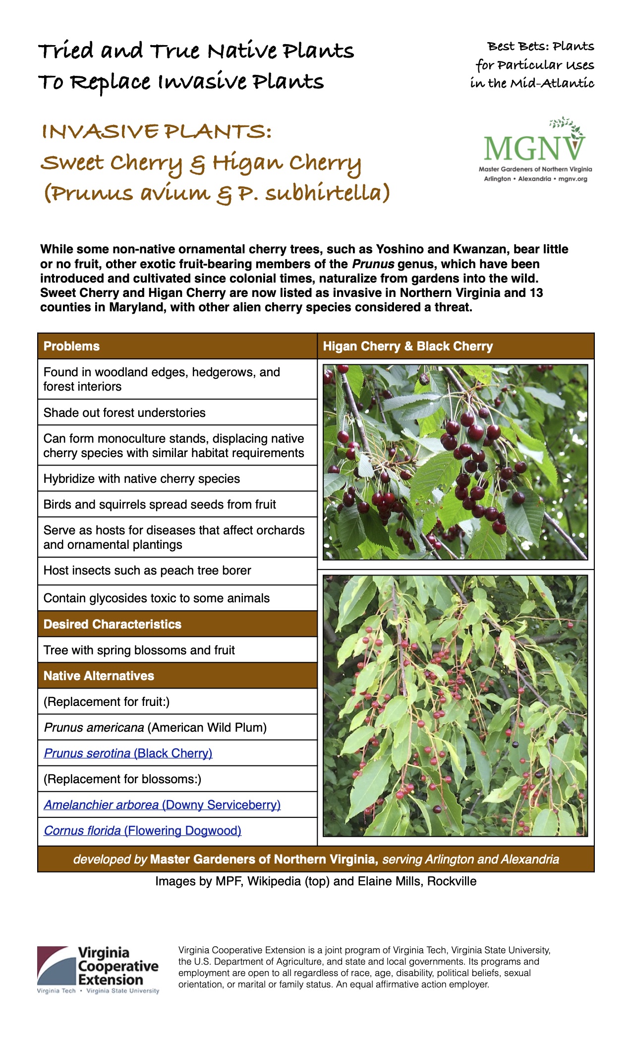 Sweet Cherry & Higan Cherry (Prunus avium & P. subhirtella)
Invasive Plant Factsheet