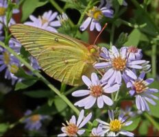 Colias eurytheme (orange sulfur) butterfly feeding on Symphyotrichum cordifolium, Blue Wood or Heart-leaved Aster