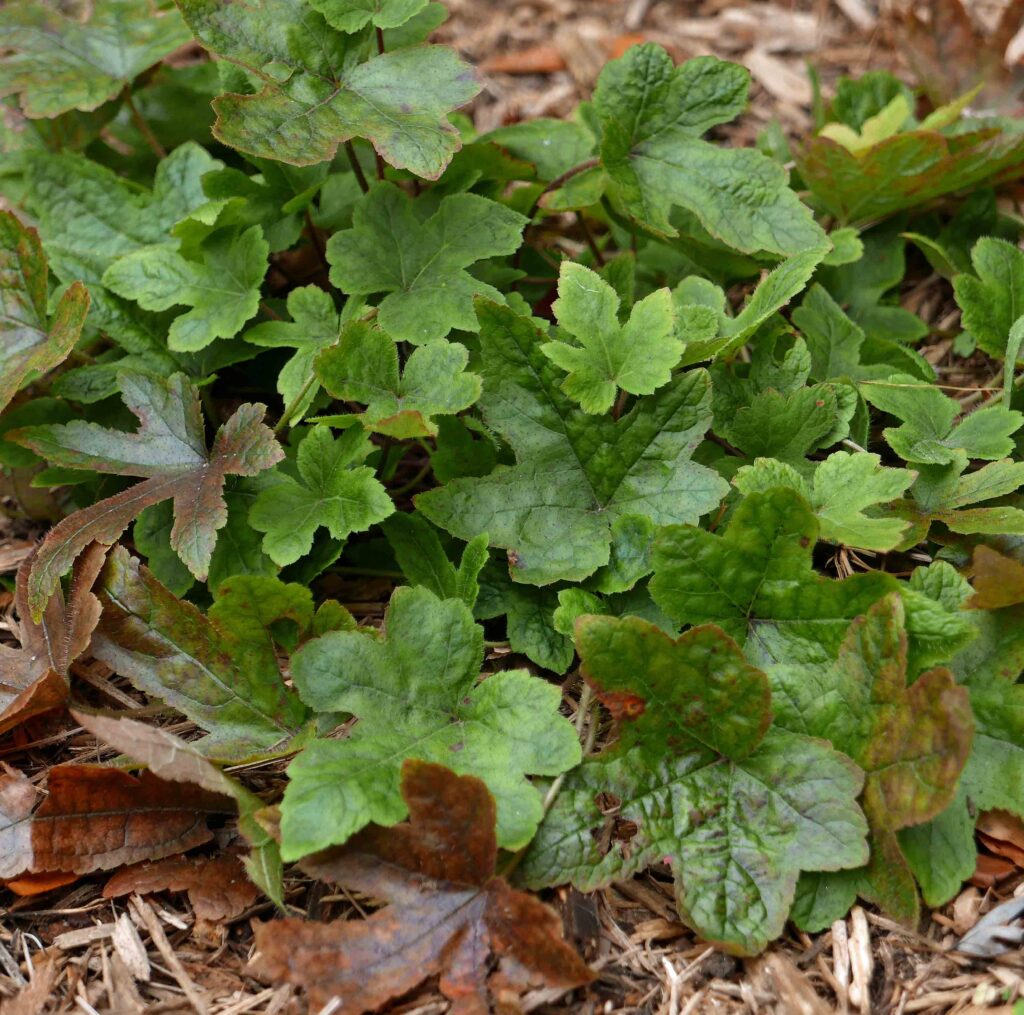 Tiarella cordifolia (Foamflower) clump in December
