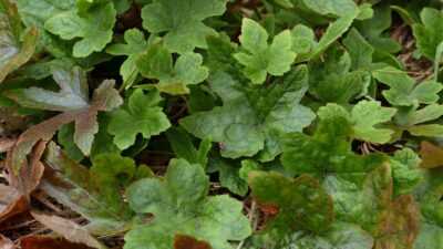 Tiarella cordifolia (Foamflower) clump in December