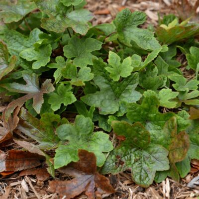 Tiarella cordifolia (Foamflower) clump in December