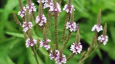 Candelabra-like panicles of spikes of Verbena hastata (blue vervain) in July