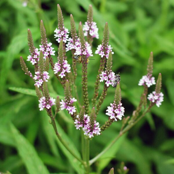 Candelabra-like panicles of spikes of Verbena hastata (blue vervain) in July