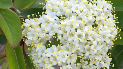 Viburnum prunifolium (Black Haw) flowers in May