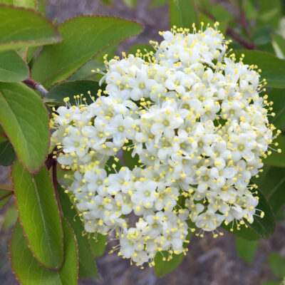 Viburnum prunifolium (Black Haw) flowers in May