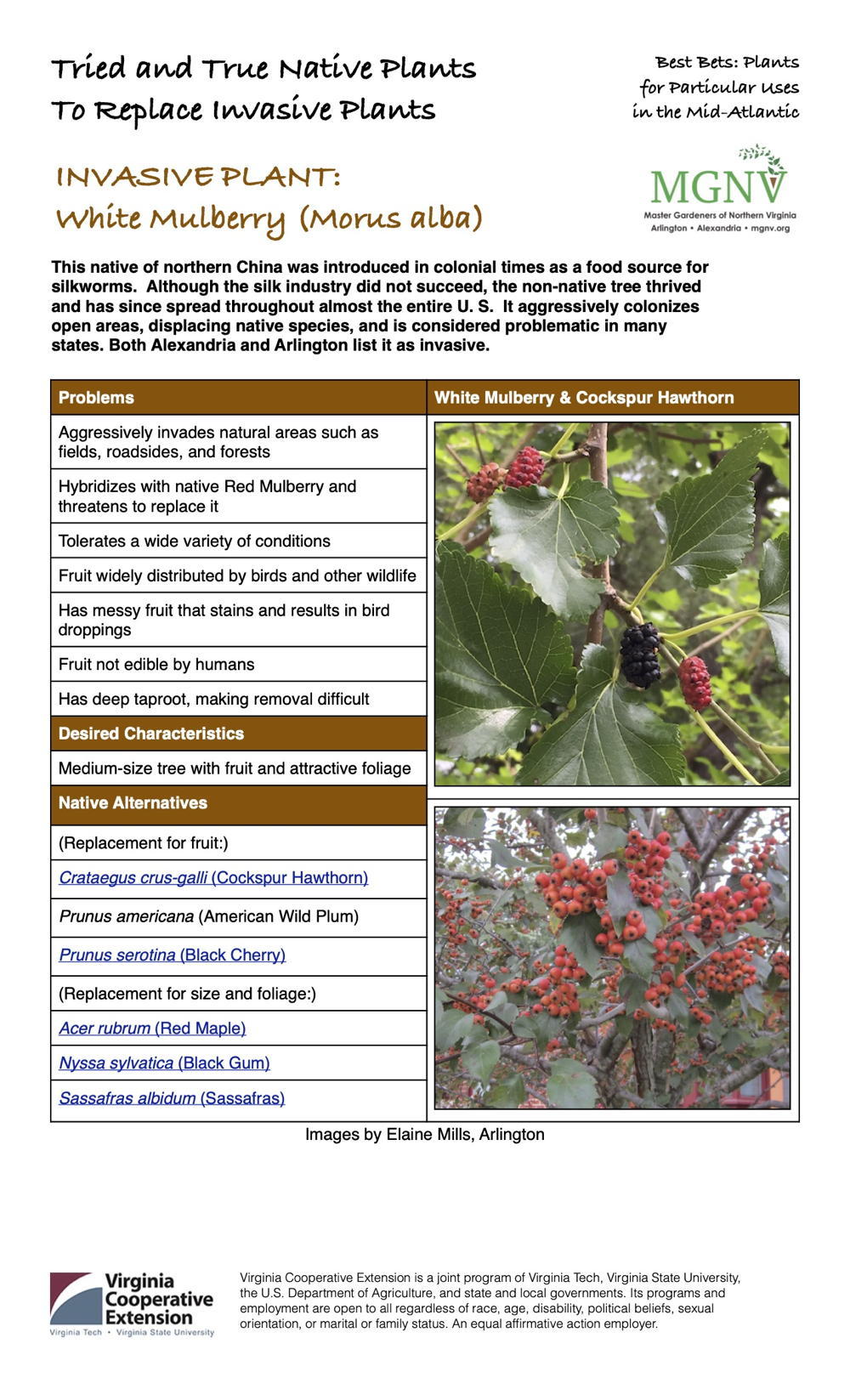 White Mulberry (Morus alba) Invasive Plant Factsheet