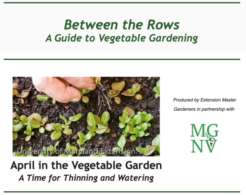 April Between the Rows - A Time for Thinning and Watering
