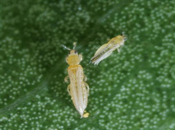 Female (left) and male chili thrips