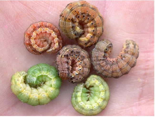 Earworm larvae come in many different colors