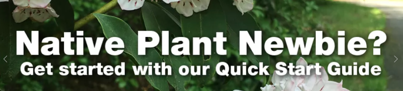 Native Plant Newbie - Plant NOVA Natives