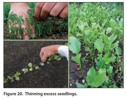 Thinning excess seedlings - photo collage