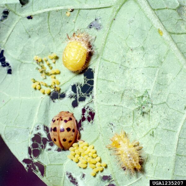 Mexican bean beetle (Epilachna varivestis) multiple life stages