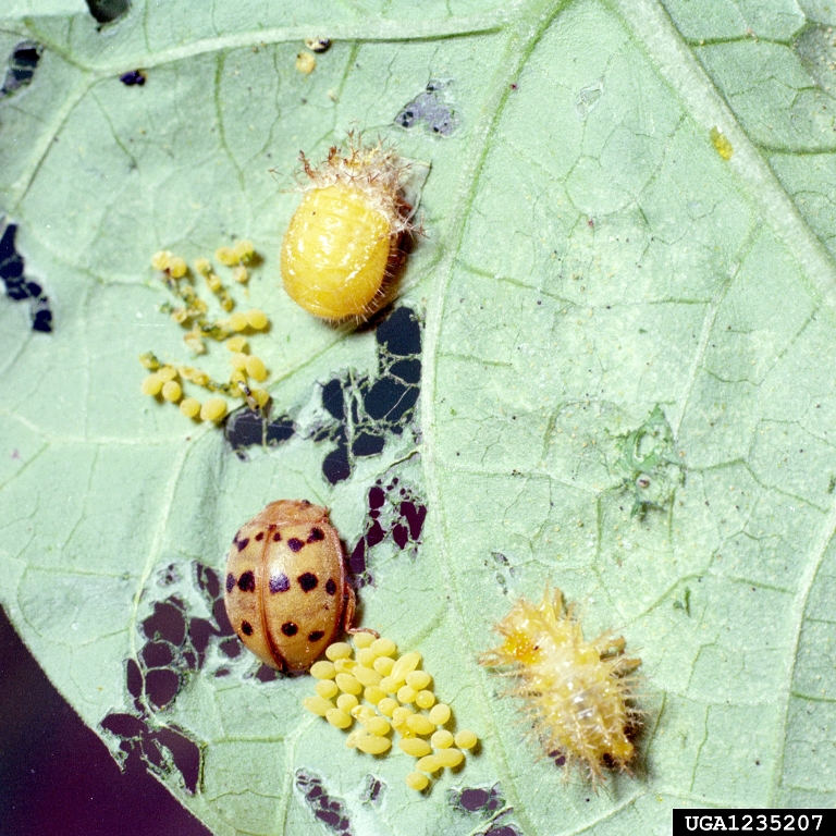 Mexican bean beetle (Epilachna varivestis) multiple life stages