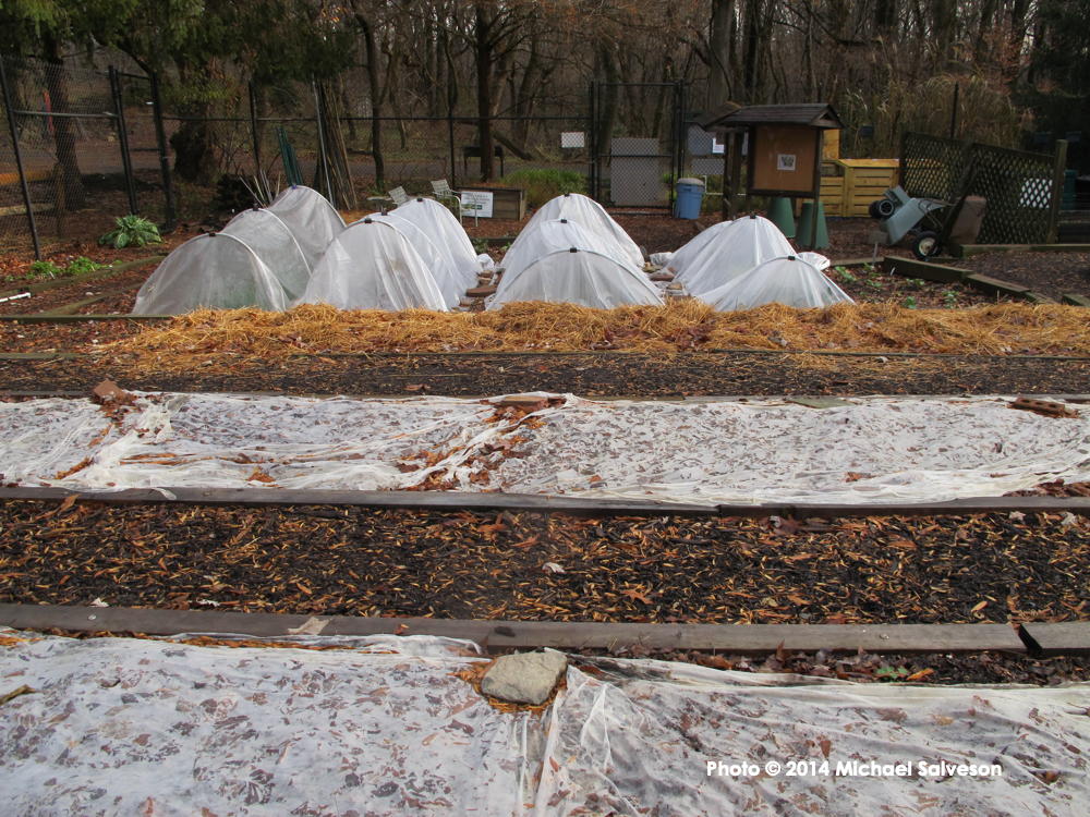 Garden rows covered with row covers in the Organic Vegetable Garden in 2020.