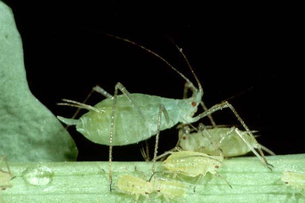 Pea Aphid, Acyrthosiphum pisum